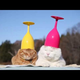 Yes We Need Cats With Wine Glasses on Their Heads